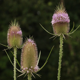 Tiefenbachgewässer